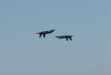 Blue Angels 5 & 6 crossing inverted